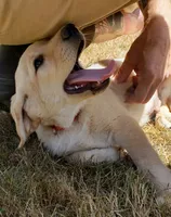 Male AKC , a male Labrador Retriever for sale in Olympia, WA – 3 of 10