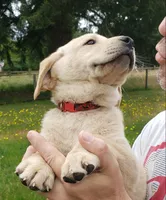 Red collar male AKC labrador retriever , a male Labrador Retriever for sale in Olympia, WA – 4 of 8