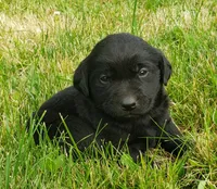 Black female AKC labrador , a female Labrador Retriever for sale in Olympia, WA – 8 of 10