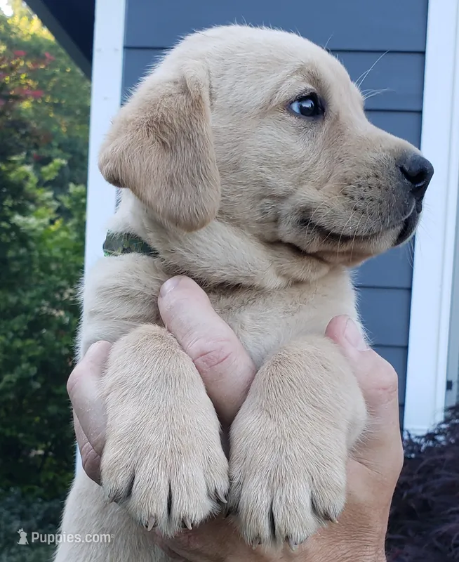 Yellow male  – Labrador Retriever puppy for sale in Olympia, WA
