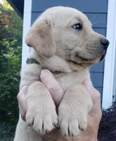 Yellow male , a male Labrador Retriever for sale in Olympia, WA – 1 of 10