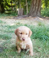 Fox Red Labrador Retriever Female, a female Labrador Retriever for sale in Olympia, WA – 3 of 6