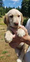 Dudley AKC, a female Labrador Retriever for sale in Olympia, WA – 8 of 10