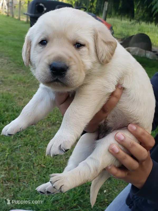 Yellow Female Labrador Retriever AKC – Labrador Retriever puppy for sale in Olympia, WA