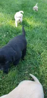 Black female AKC labrador , a female Labrador Retriever for sale in Olympia, WA – 4 of 10