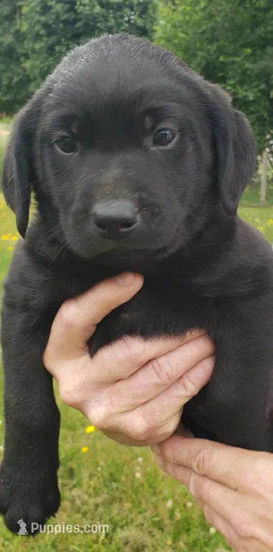 Black male – Labrador Retriever puppy for sale in Olympia, WA