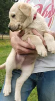 Red collar male AKC labrador retriever , a male Labrador Retriever for sale in Olympia, WA – 7 of 8