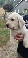 White Male AKC Labrador Retriever, a male Labrador Retriever for sale in Olympia, WA – 7 of 10