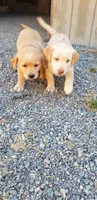 Fox Red Labrador Retriever Female, a female Labrador Retriever for sale in Olympia, WA – 5 of 6