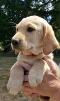 Male AKC , a male Labrador Retriever for sale in Olympia, WA – 7 of 10