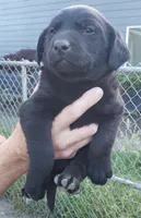 Black male, a male Labrador Retriever for sale in Olympia, WA – 3 of 10