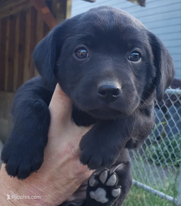 Black female AKC labrador  – Labrador Retriever puppy for sale in Olympia, WA