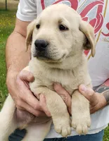 Red collar male AKC labrador retriever , a male Labrador Retriever for sale in Olympia, WA – 6 of 8