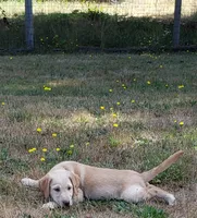 Dudley AKC, a female Labrador Retriever for sale in Olympia, WA – 3 of 10