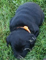 Black female AKC labrador , a female Labrador Retriever for sale in Olympia, WA – 2 of 10