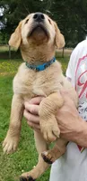 Blue collar fox red male lab pup AKC, a male Labrador Retriever for sale in Olympia, WA – 4 of 8