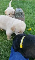 Black female AKC labrador , a female Labrador Retriever for sale in Olympia, WA – 6 of 10