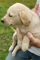 Red collar male AKC labrador retriever , a male Labrador Retriever for sale in Olympia, WA – 3 of 8