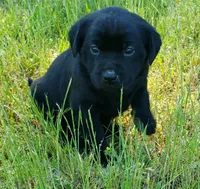 Black female AKC labrador , a female Labrador Retriever for sale in Olympia, WA – 1 of 10