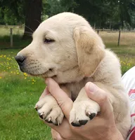 Red collar male AKC labrador retriever , a male Labrador Retriever for sale in Olympia, WA – 8 of 8
