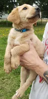 Blue collar fox red male lab pup AKC, a male Labrador Retriever for sale in Olympia, WA – 7 of 8