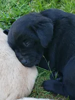 Black female AKC labrador , a female Labrador Retriever for sale in Olympia, WA – 10 of 10
