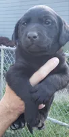 Black male, a male Labrador Retriever for sale in Olympia, WA – 4 of 10