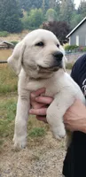 White Male AKC Labrador Retriever, a male Labrador Retriever for sale in Olympia, WA – 6 of 10
