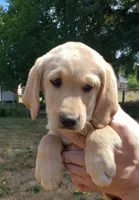 Male AKC , a male Labrador Retriever for sale in Olympia, WA – 4 of 10