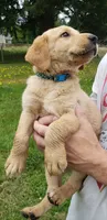Blue collar fox red male lab pup AKC, a male Labrador Retriever for sale in Olympia, WA – 5 of 8