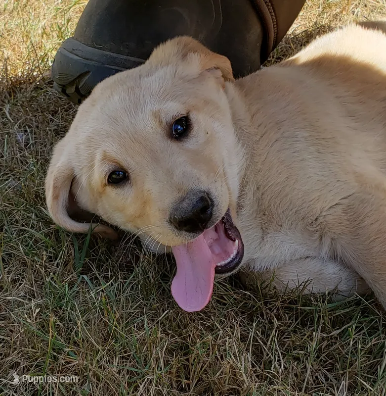 Male AKC  – Labrador Retriever puppy for sale in Olympia, WA