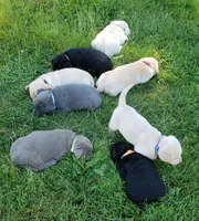 Black female AKC labrador , a female Labrador Retriever for sale in Olympia, WA – 7 of 10