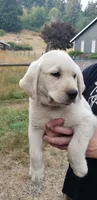 White Male AKC Labrador Retriever, a male Labrador Retriever for sale in Olympia, WA – 4 of 10