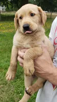 Blue collar fox red male lab pup AKC, a male Labrador Retriever for sale in Olympia, WA – 3 of 8