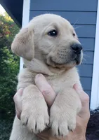 Yellow male , a male Labrador Retriever for sale in Olympia, WA – 3 of 10