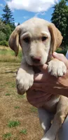 Dudley AKC, a female Labrador Retriever for sale in Olympia, WA – 7 of 10