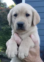 Yellow male , a male Labrador Retriever for sale in Olympia, WA – 4 of 10