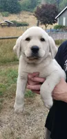 White Male AKC Labrador Retriever, a male Labrador Retriever for sale in Olympia, WA – 8 of 10
