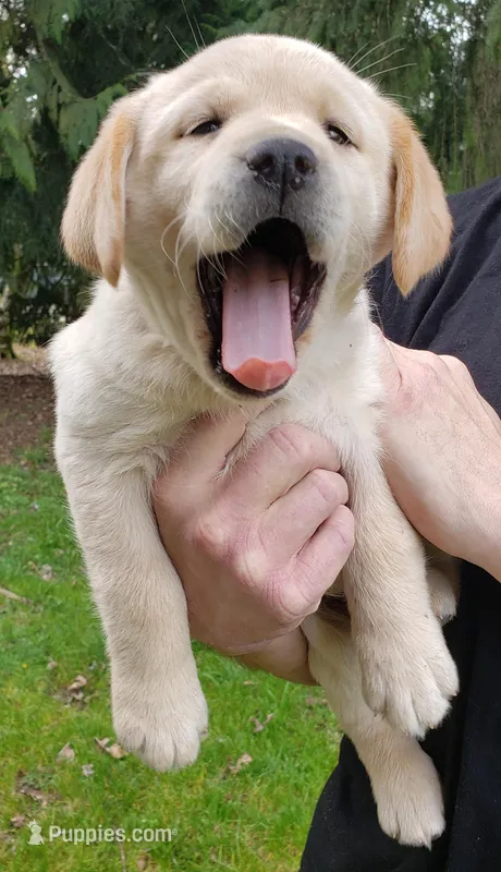 Yellow female  – Labrador Retriever puppy for sale in Olympia, WA