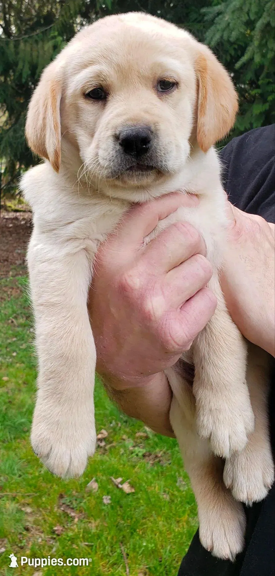 Yellow female , a female Labrador Retriever for sale in Olympia, WA – Photo 6 of 10