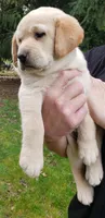 Yellow female , a female Labrador Retriever for sale in Olympia, WA – Photo 9 of 10