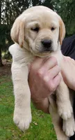 Yellow female , a female Labrador Retriever for sale in Olympia, WA – Photo 10 of 10