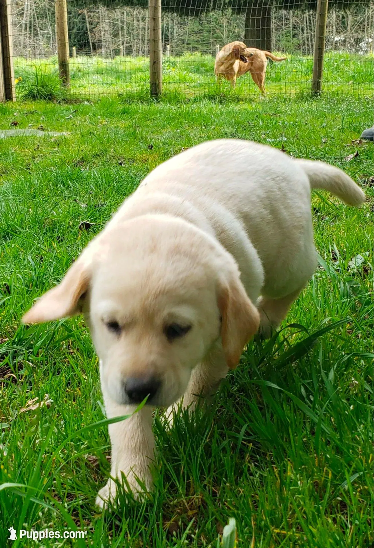 Yellow female , a female Labrador Retriever for sale in Olympia, WA – Photo 4 of 10