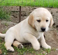 Yellow female , a female Labrador Retriever for sale in Olympia, WA – Photo 3 of 10