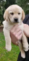 Yellow female , a female Labrador Retriever for sale in Olympia, WA – Photo 7 of 10