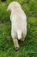 Yellow female , a female Labrador Retriever for sale in Olympia, WA – Photo 2 of 10