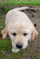 Yellow female , a female Labrador Retriever for sale in Olympia, WA – Photo 5 of 10