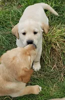 Yellow female , a female Labrador Retriever for sale in Olympia, WA – Photo 8 of 10