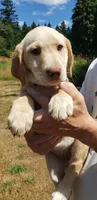Dudley AKC, a female Labrador Retriever for sale in Olympia, WA – 9 of 10