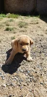 Fox Red Labrador Retriever Female, a female Labrador Retriever for sale in Olympia, WA – 6 of 6
